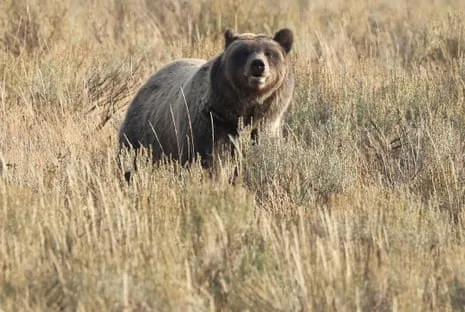 Hiker Injured by Wild Animal in Wilderness Area Air Lifted to Medical Facility