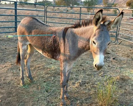 Donkey Healing After Newest Bow Assault on Wild Burros in California