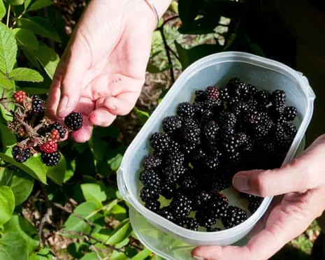 In Search Of: Delicious Pastries to Make Use Of a Surplus of Handmade Jam