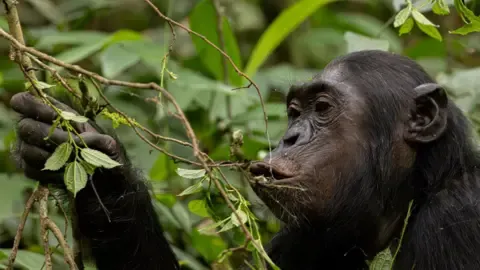 Apes Ingesting an Amount Equal of a Beer Daily from Ripe Fruit, Research Finds