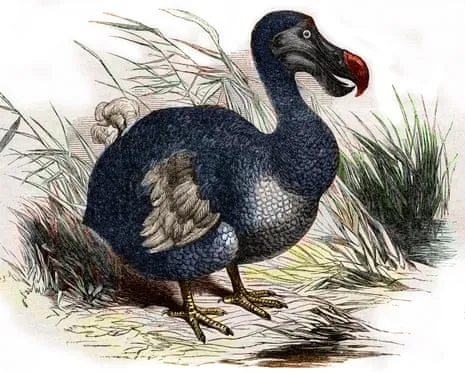 Scientists Claim They’ve Made a ‘Pivotal Step’ in Reviving the Extinct Bird for the First Time in Three Centuries